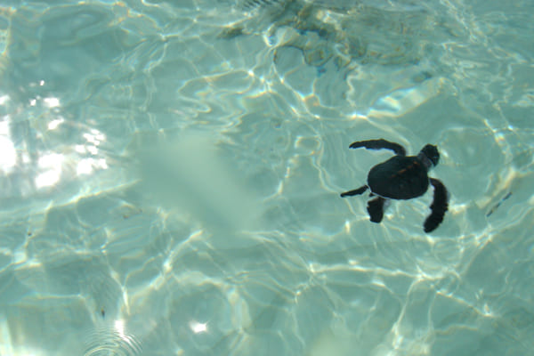 Snorkeling